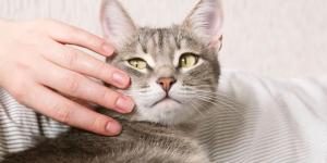 Pilar Guerrero, veterinaria: “Los gatos más equilibrados no son los que viven con los tutores que más los vigilan, sino con los que respetan su espacio”