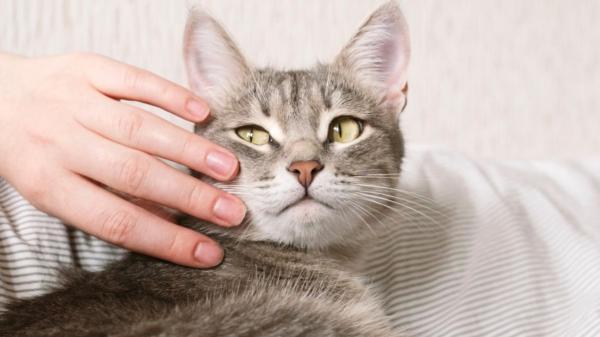 Pilar Guerrero, veterinaria: “Los gatos más equilibrados no son los que viven con los tutores que más los vigilan, sino con los que respetan su espacio”