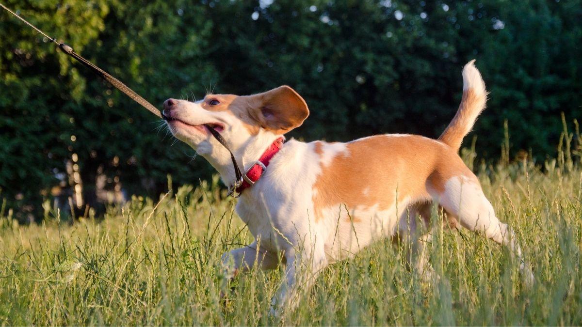 De obediente en casa a rebelde en la calle: técnicas efectivas para que tu perro te haga caso en los paseos