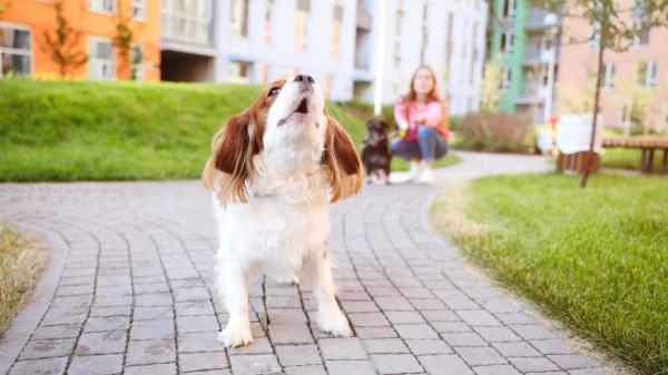 De obediente en casa a rebelde en la calle: técnicas efectivas para que tu perro te haga caso en los paseos - Por qué tu perro te ignora en los paseos (y no es por rebeldía)