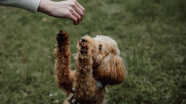 De obediente en casa a rebelde en la calle: técnicas efectivas para que tu perro te haga caso en los paseos - Técnicas efectivas para mejorar la obediencia de tu perro en la calle