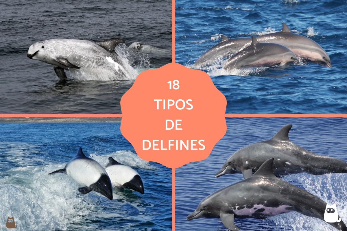 Tipos de delfines