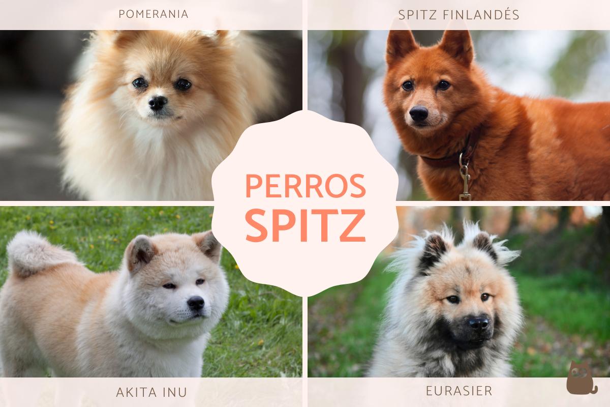 que le paso a taj el spitz