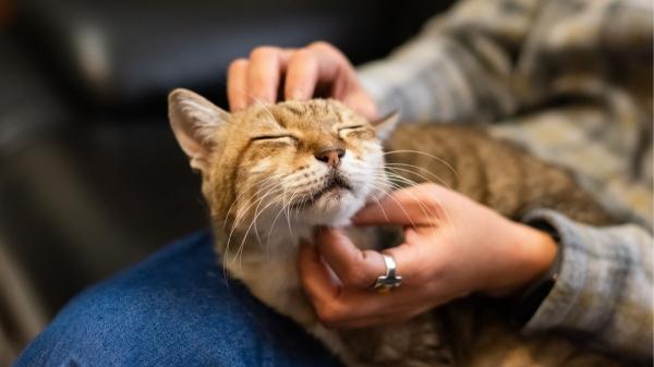 Qué siente tu gato cuando le soplas: por qué lo vive como una amenaza y cómo afecta a vuestro vínculo - Cómo recuperar su confianza: las claves de un vínculo sano
