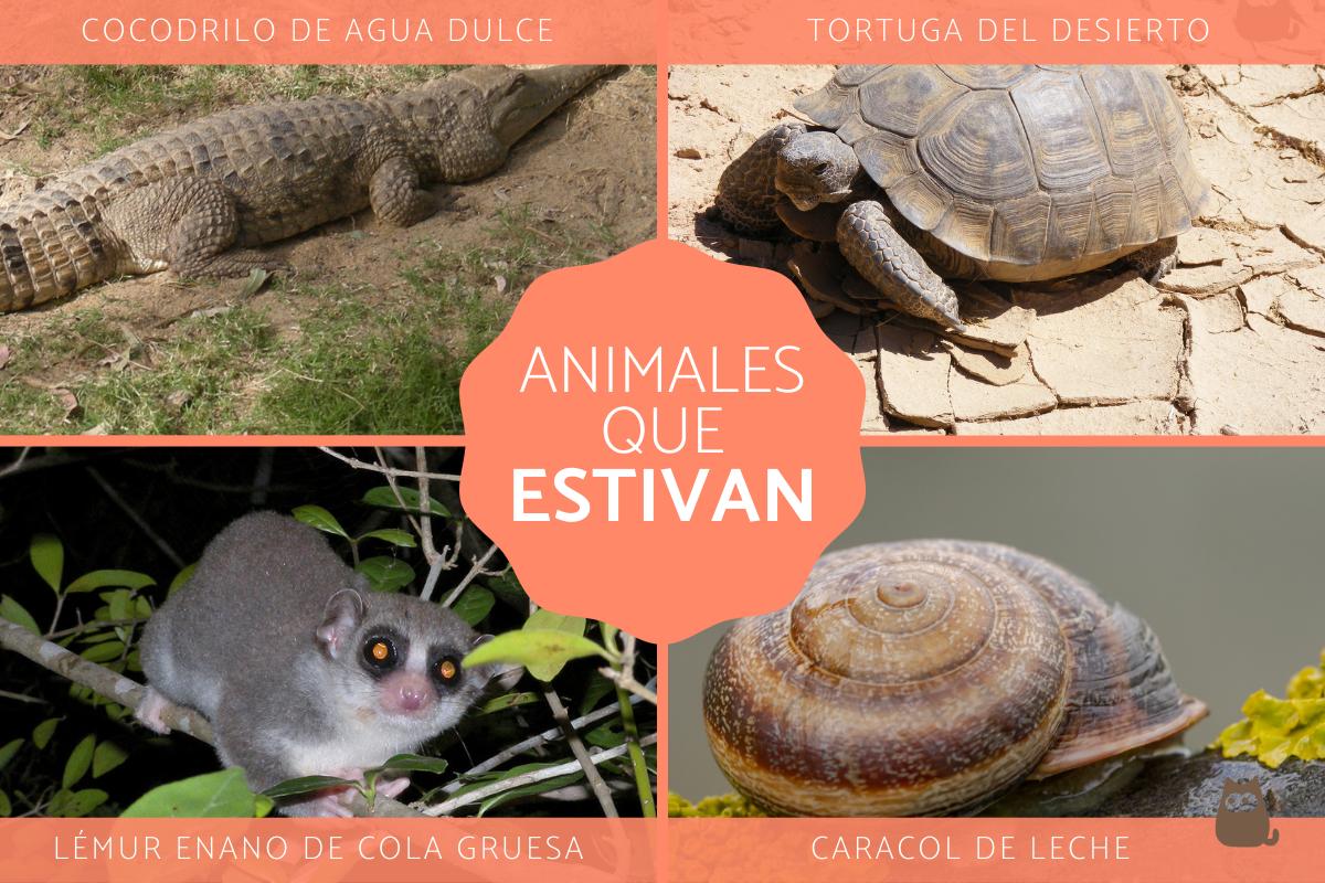 Estivación - Significado y ejemplos de animales