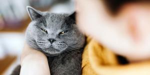Qué siente tu gato cuando le soplas: por qué lo vive como una amenaza y cómo afecta a vuestro vínculo
