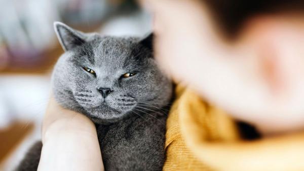 Qué siente tu gato cuando le soplas: por qué lo vive como una amenaza y cómo afecta a vuestro vínculo