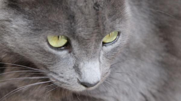 Qué siente tu gato cuando le soplas: por qué lo vive como una amenaza y cómo afecta a vuestro vínculo - ¿Realmente entiendes el idioma de tu gato?