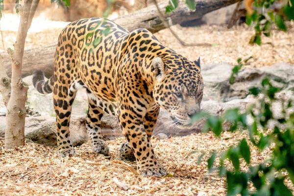 ¿Por qué el jaguar está en peligro de extinción? - Amenazas que enfrenta el jaguar