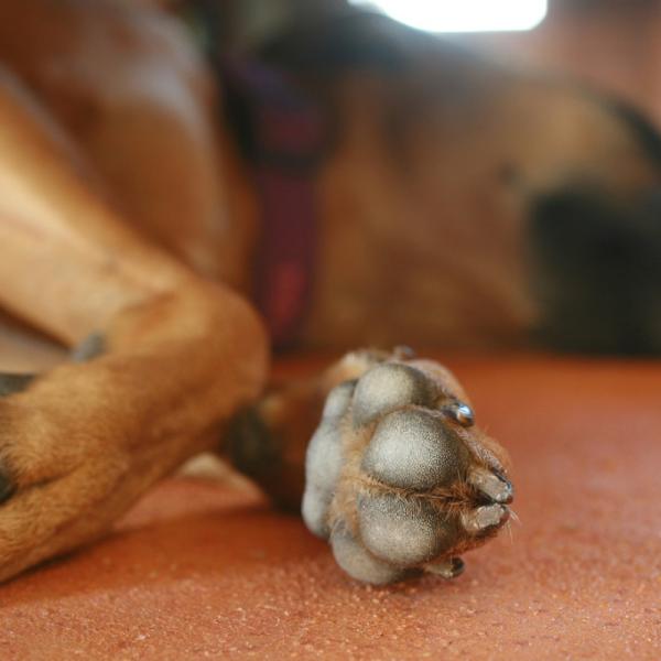 qué puedo poner en las almohadillas secas de las patas de mis perros