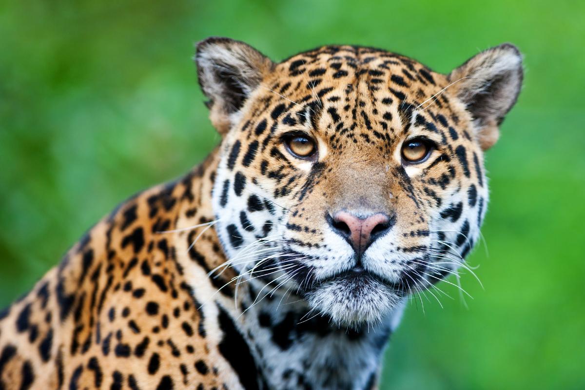 ¿Por qué el jaguar está en peligro de extinción?