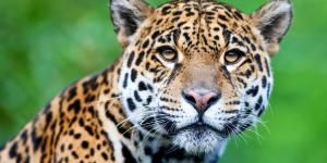 ¿Por qué el jaguar está en peligro de extinción?