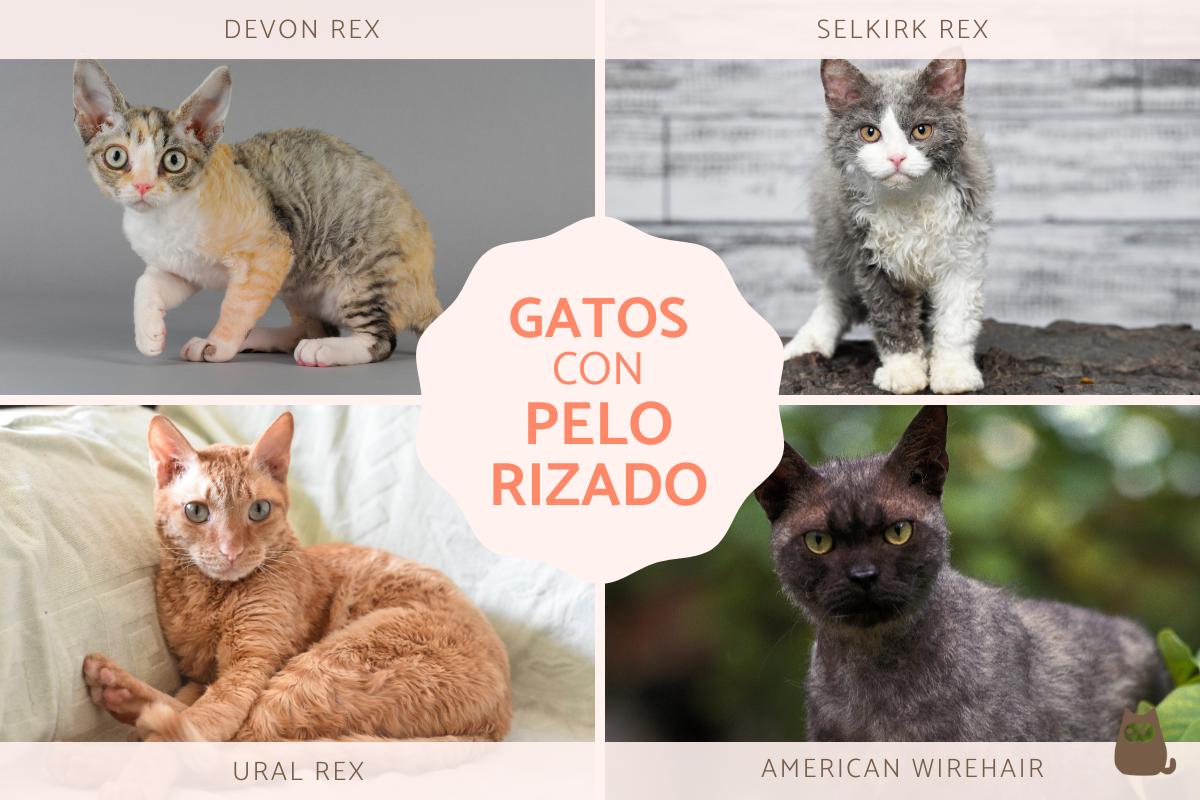 Razas de gatos con pelo rizado