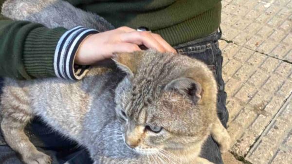 La actriz Paula Usero crea su propia asociación para ayudar a las colonias felinas de la España vaciada: “No podemos dejar a estos gatos sin futuro” - De actriz a impulsora de una asociación felina: así nació la iniciativa