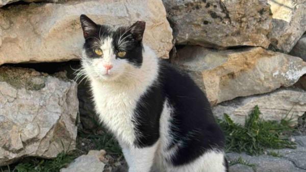 La actriz Paula Usero crea su propia asociación para ayudar a las colonias felinas de la España vaciada: “No podemos dejar a estos gatos sin futuro” - El siguiente paso: un refugio en construcción para gatos comunitarios