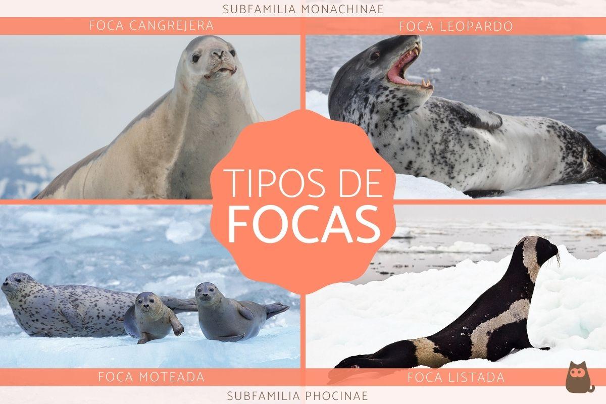 Tipos de focas