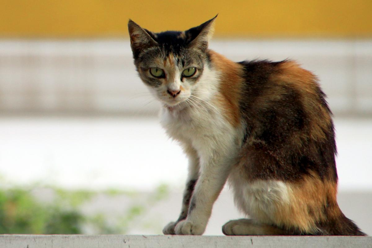 A mi gato se le nota la columna: causas y qué hacer