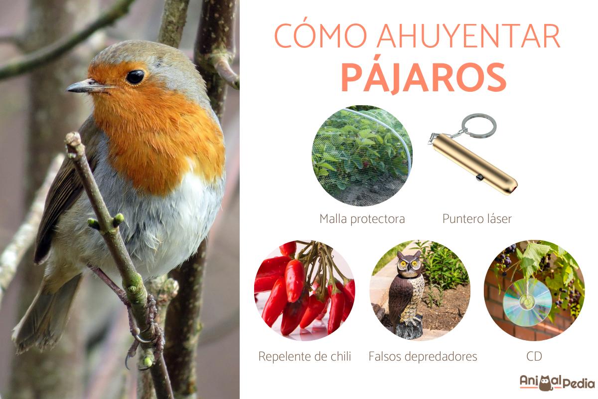 ¿Cómo ahuyentar pájaros?
