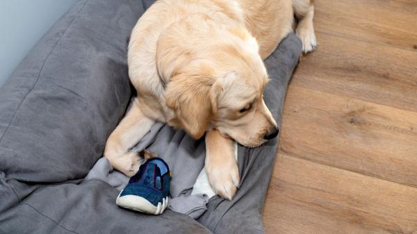 No siempre quiere jugar: por qué tu perro te lleva juguetes y otros objetos constantemente - Cuando tu perro “roba” objetos: lo que realmente está intentando conseguir