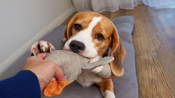 No siempre quiere jugar: por qué tu perro te lleva juguetes y otros objetos constantemente - El motivo más común por el que tu perro te trae juguetes constantemente