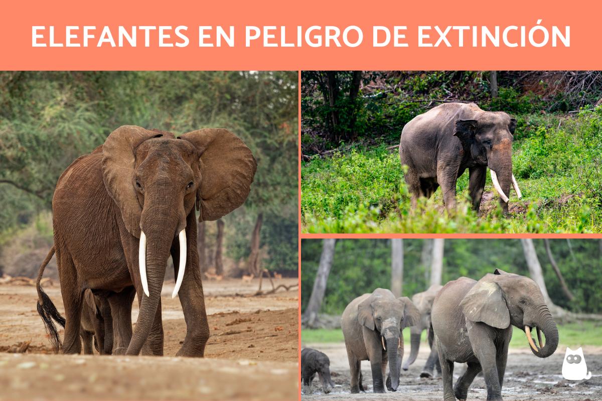 Elefantes en peligro de extinción