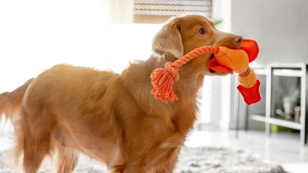 No siempre quiere jugar: por qué tu perro te lleva juguetes y otros objetos constantemente - No siempre es normal: cuándo este comportamiento puede ser una señal de alerta