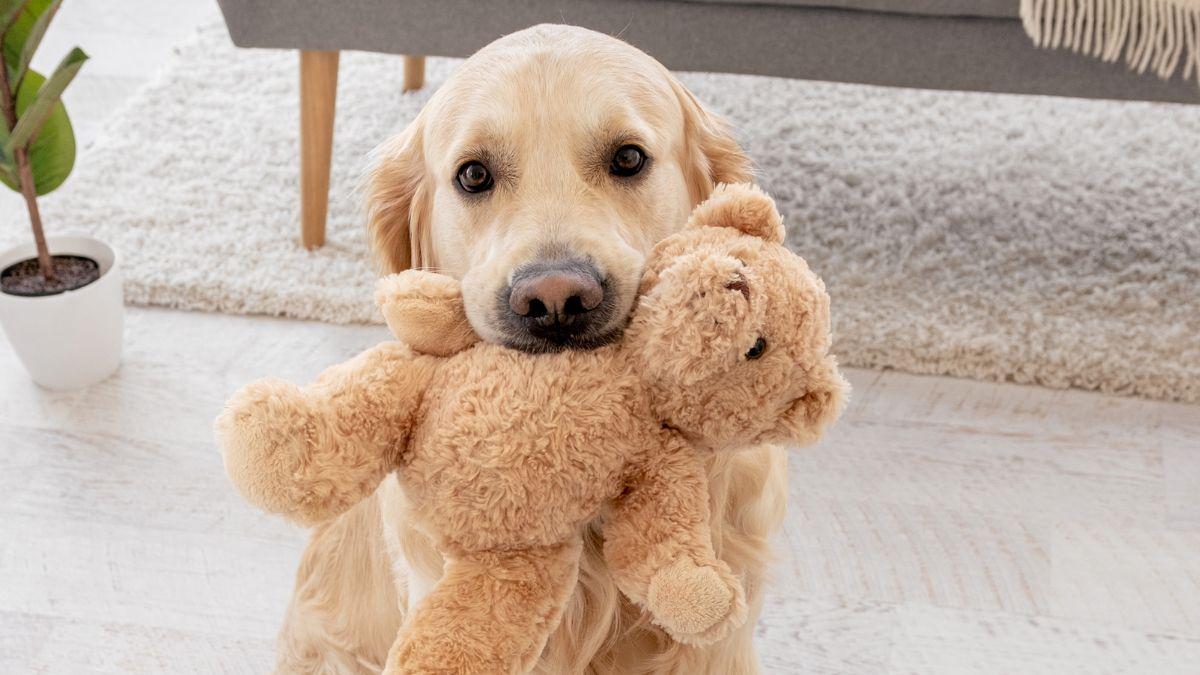 No siempre quiere jugar: por qué tu perro te lleva juguetes y otros objetos constantemente