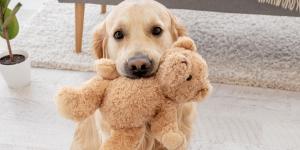 No siempre quiere jugar: por qué tu perro te lleva juguetes y otros objetos constantemente