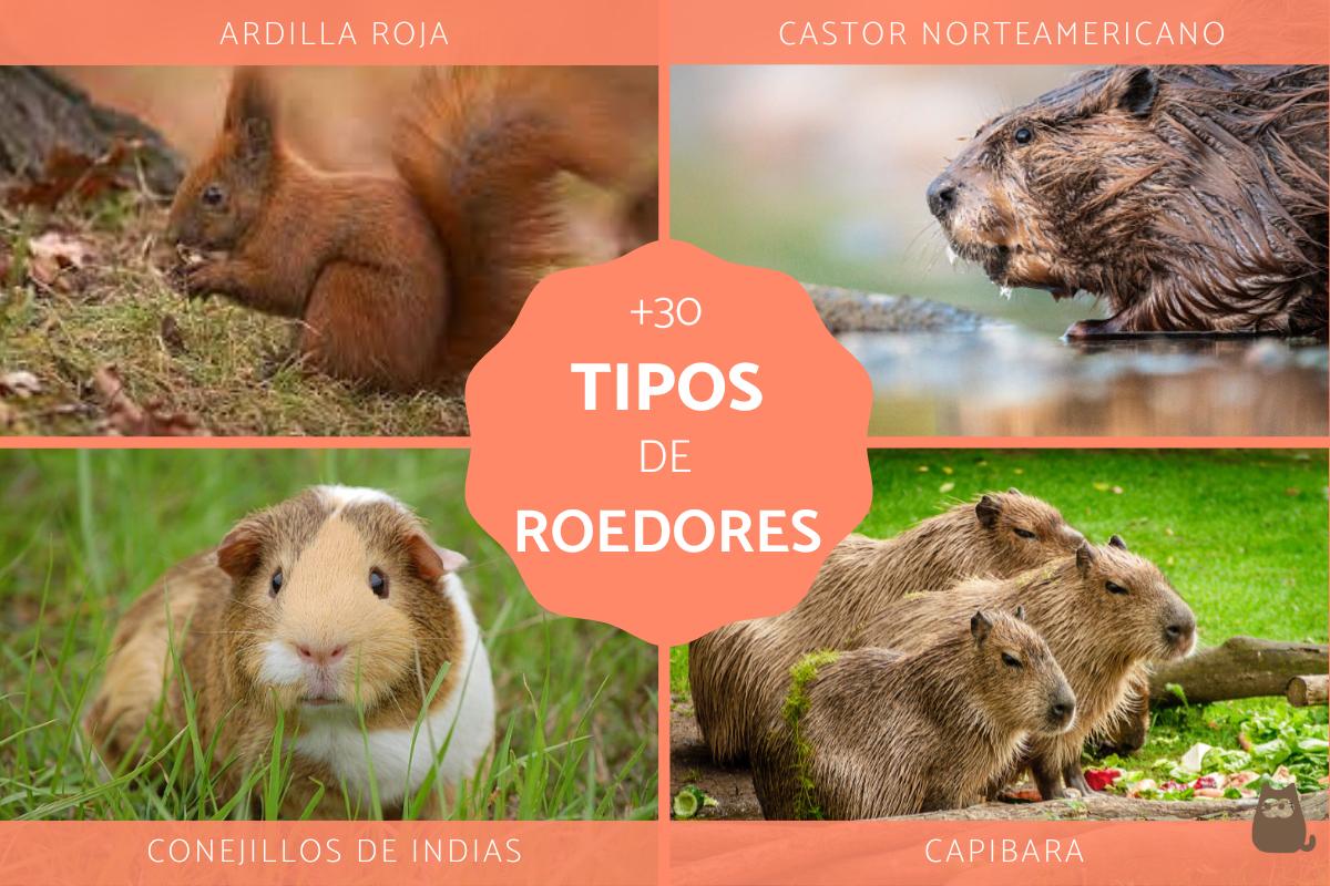 Tipos de roedores