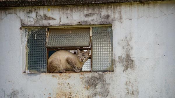 Uno de cada tres abandonos de perros coincide con las vacaciones de verano: “Muchos animales siguen siendo tratados como un objeto” - El abandono no solo deja a un perro sin hogar: también puede provocarle miedo, ansiedad y estrés