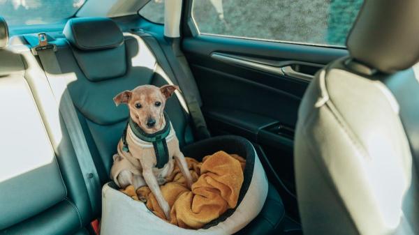Uno de cada tres abandonos de perros coincide con las vacaciones de verano: “Muchos animales siguen siendo tratados como un objeto” - Hoteles pet friendly, residencias y cuidadores: las alternativas para no abandonar a un perro en verano