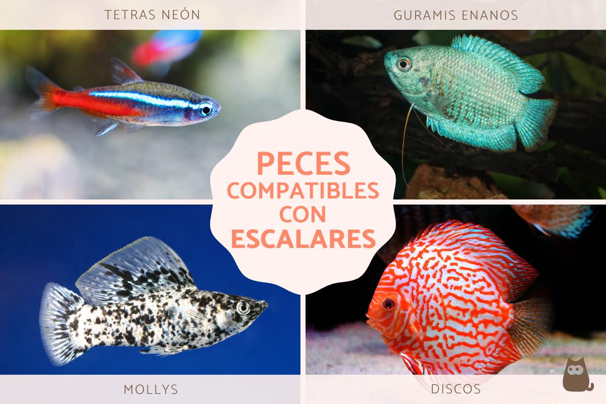 Peces compatibles con escalares