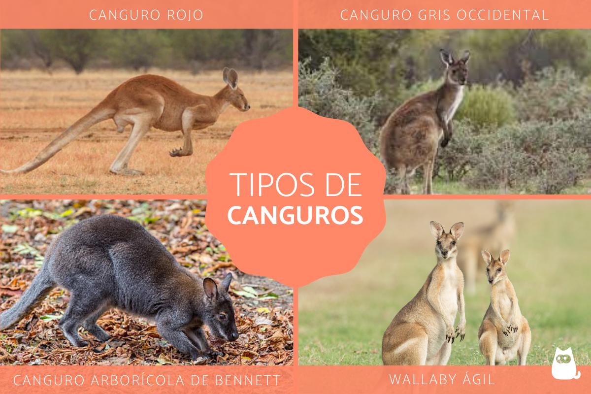 Tipos de canguros