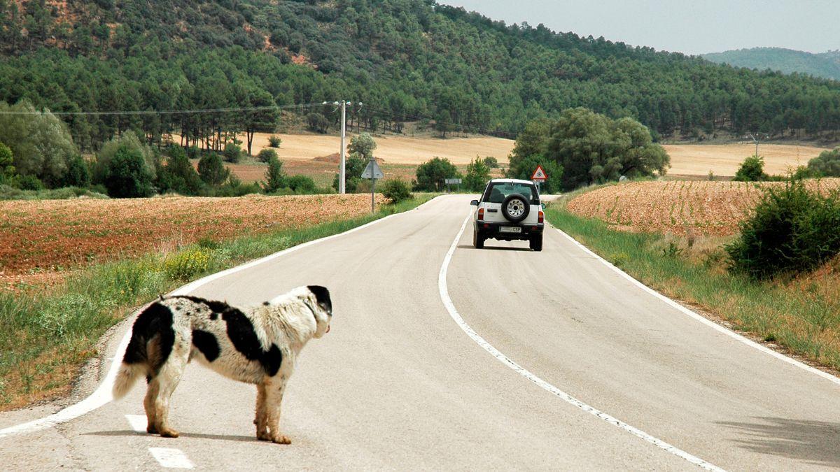 Uno de cada tres abandonos de perros coincide con las vacaciones de verano: “Muchos animales siguen siendo tratados como un objeto”