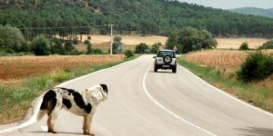 Uno de cada tres abandonos de perros coincide con las vacaciones de verano: “Muchos animales siguen siendo tratados como un objeto”