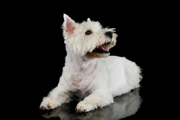 Tipos de corte de pelo para westy - 3. Corte de cachorro