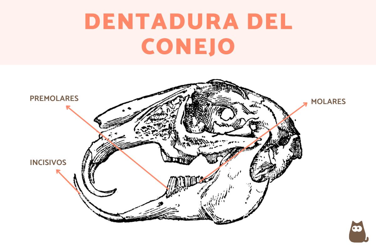 ¿Cuántos dientes tiene un conejo?