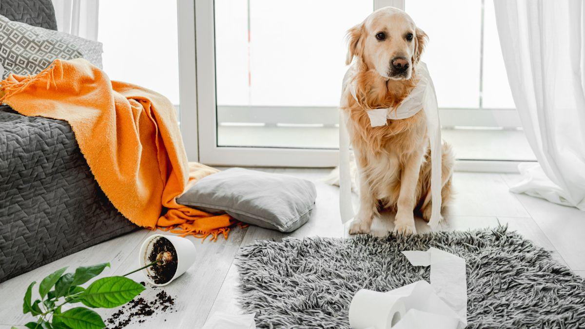 El gesto que parece normal, pero puede explicar por qué tu perro sufre ansiedad cuando se queda solo