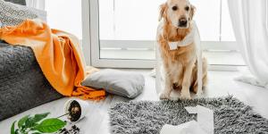 El gesto que parece normal, pero puede explicar por qué tu perro sufre ansiedad cuando se queda solo