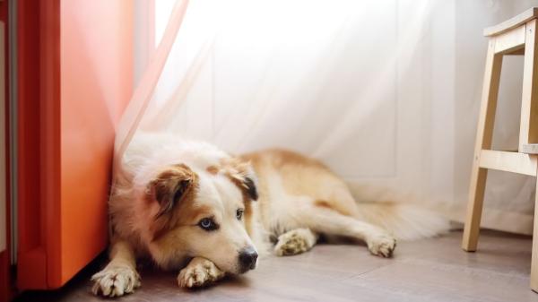 El gesto que parece normal, pero puede explicar por qué tu perro sufre ansiedad cuando se queda solo - Los expertos lo confirman: no todos los perros tienen la misma dependencia