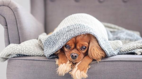 El gesto que parece normal, pero puede explicar por qué tu perro sufre ansiedad cuando se queda solo - Los pequeños cambios que ayudan a prevenir la ansiedad por separación