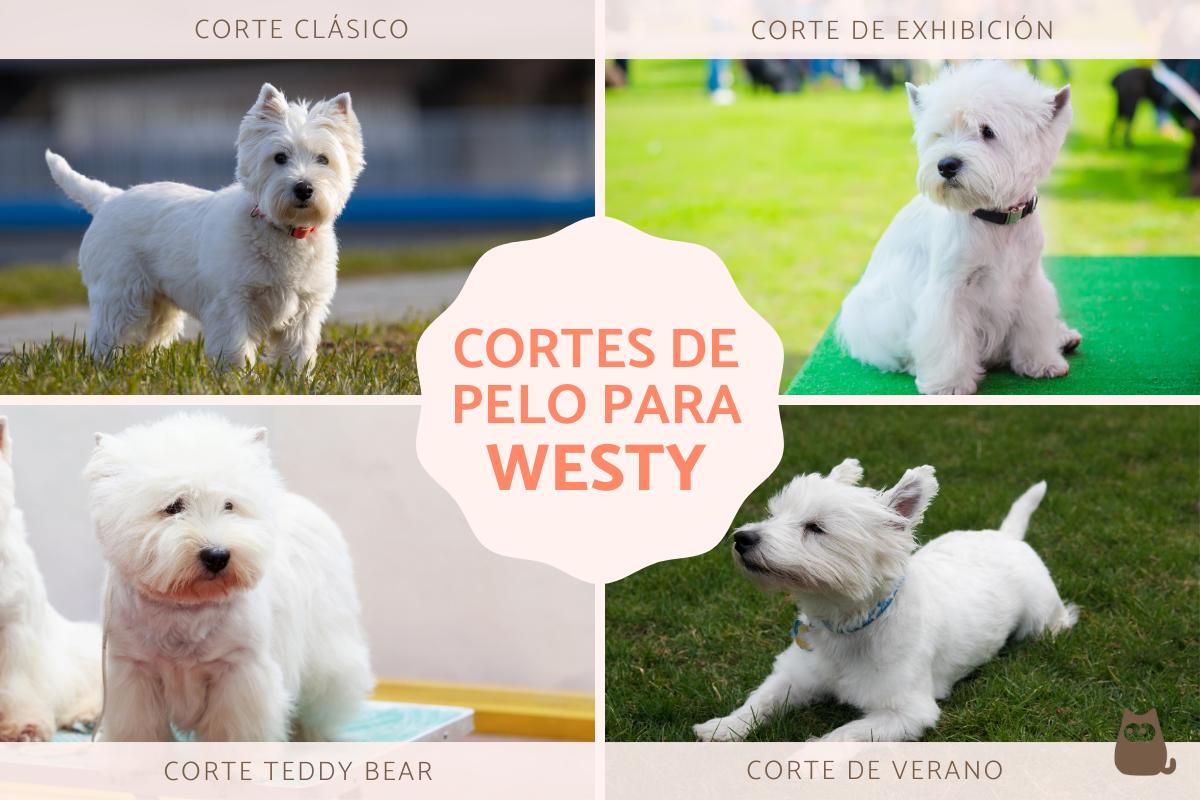 Tipos de corte de pelo para westy