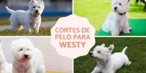 Tipos de corte de pelo para westy