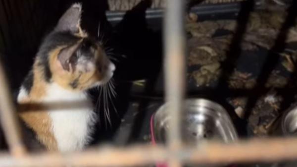 Encuentran 25 gatos hacinados en unas ruinas de Cartagena en condiciones lamentables: “Vivían entre comida podrida y hasta 8 en una misma jaula” - Así encontraron a los 25 gatos hacinados en unas ruinas de Cartagena: “Entre heces y comida podrida”