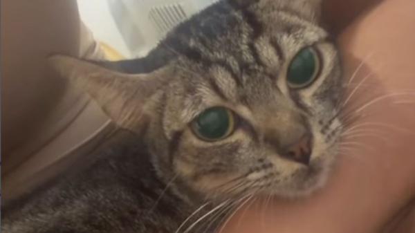 Encuentran 25 gatos hacinados en unas ruinas de Cartagena en condiciones lamentables: “Vivían entre comida podrida y hasta 8 en una misma jaula” - Dónde están ahora los gatos y cuál es su estado tras el rescate