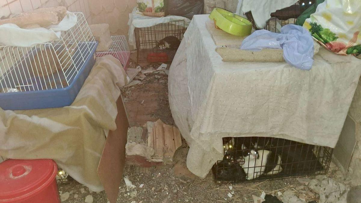 Encuentran 25 gatos hacinados en unas ruinas de Cartagena en condiciones lamentables: “Vivían entre comida podrida y hasta 8 en una misma jaula”