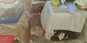 Encuentran 25 gatos hacinados en unas ruinas de Cartagena en condiciones lamentables: “Vivían entre comida podrida y hasta 8 en una misma jaula”