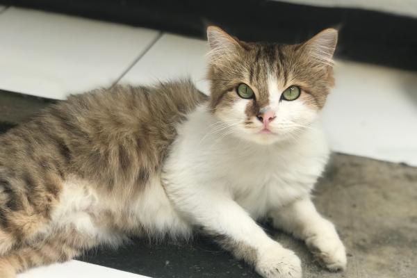 L-lisina para gatos: dosis y para qué sirve - Beneficios de la L-lisina para gatos