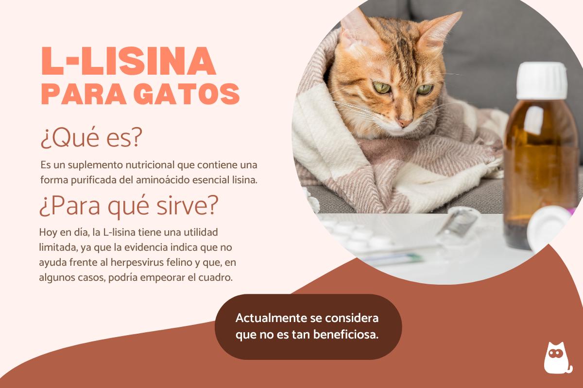 L-lisina para gatos: dosis y para qué sirve