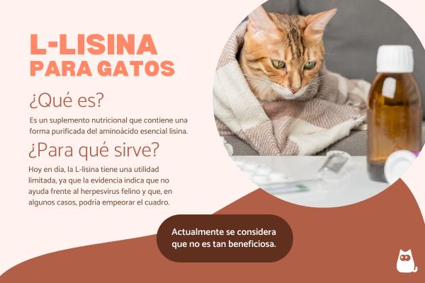 L-lisina para gatos: dosis y para qué sirve